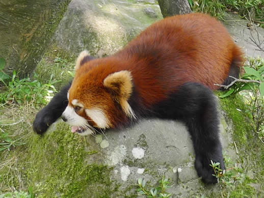 レッサーパンダ